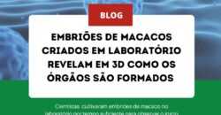 Embri�es de macacos criados em laborat�rio revelam em 3D como os �rg�os come�am