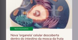 Nova ‘organela’ celular descoberta dentro do intestino da mosca da fruta